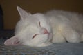 White cat Murzik Royalty Free Stock Photo
